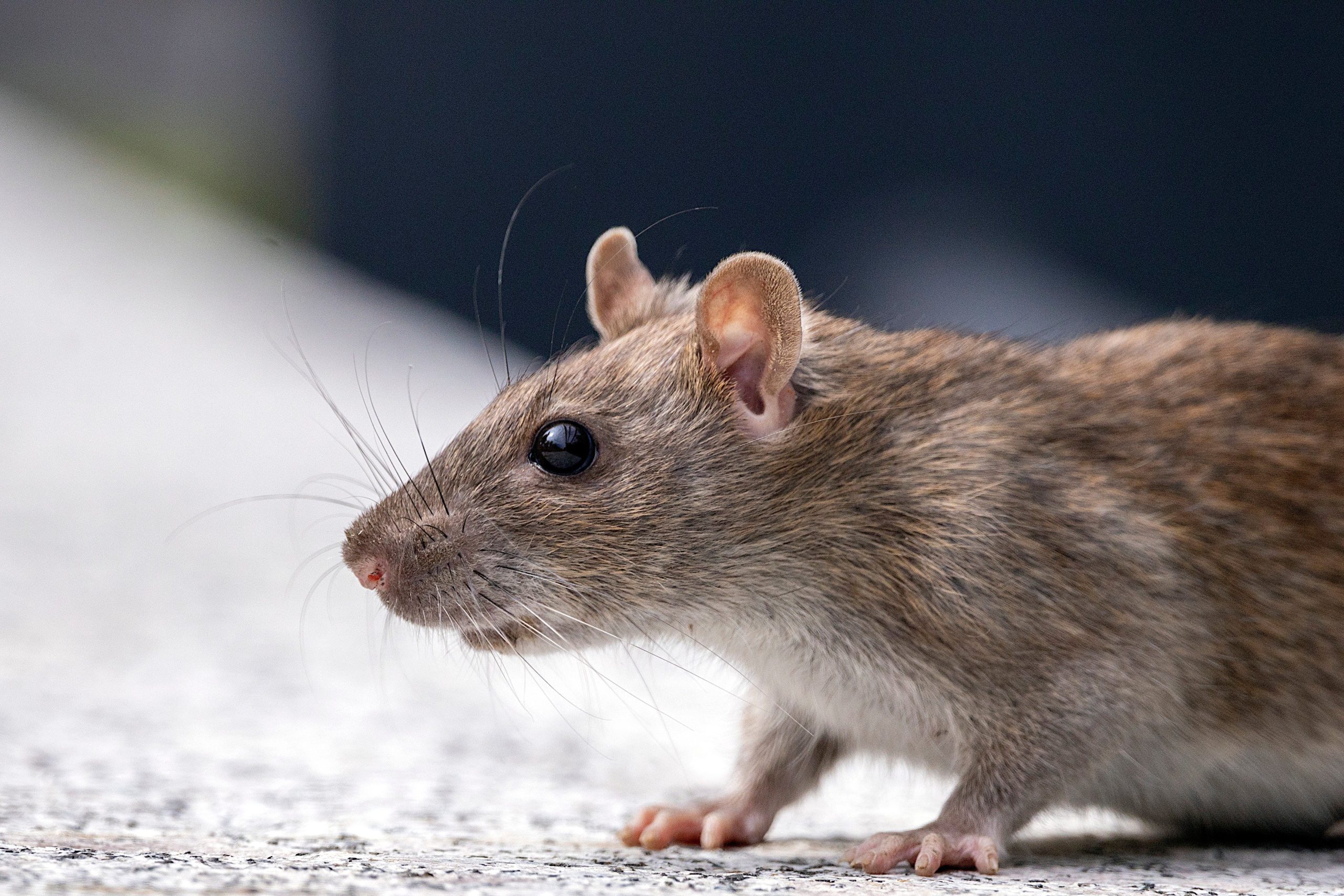 Accueil 3 nuisibles,lutte contre les nuisibles,Ile de France Yvelines,destruction nid de frelons,cafards rats souris blattes